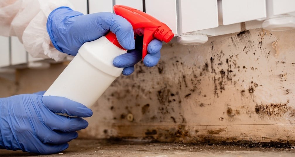 Detecting and Dealing with Household Mold: The Unwanted Intruder