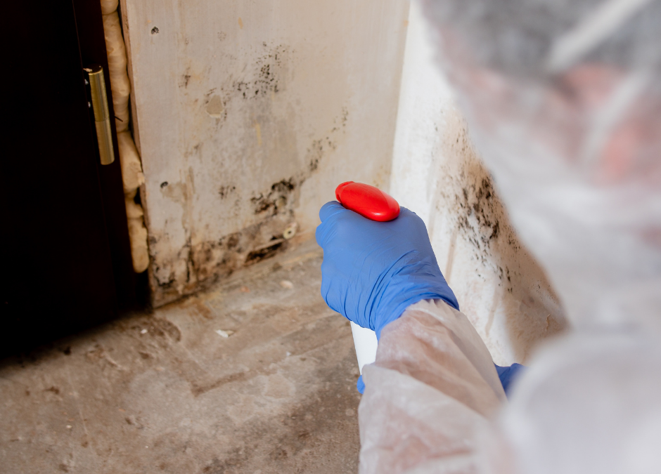 Professional Mold Removal in Residential Spaces: A Comprehensive Guide